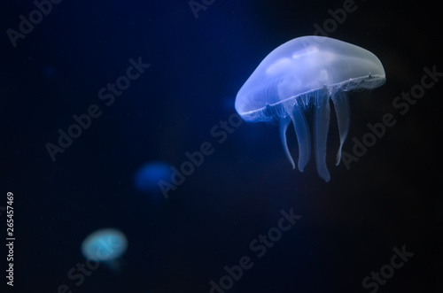 Some mesmerizing luminous medusa