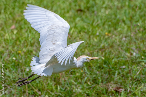 Great white egret (egretta alba),The Gambia - West Africa © mirecca