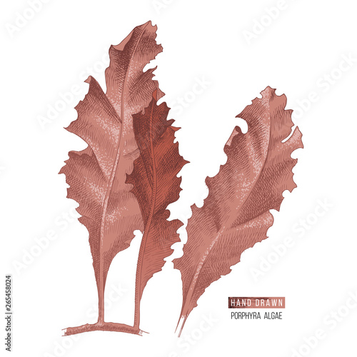 Hand drawn Porphyra seaweed