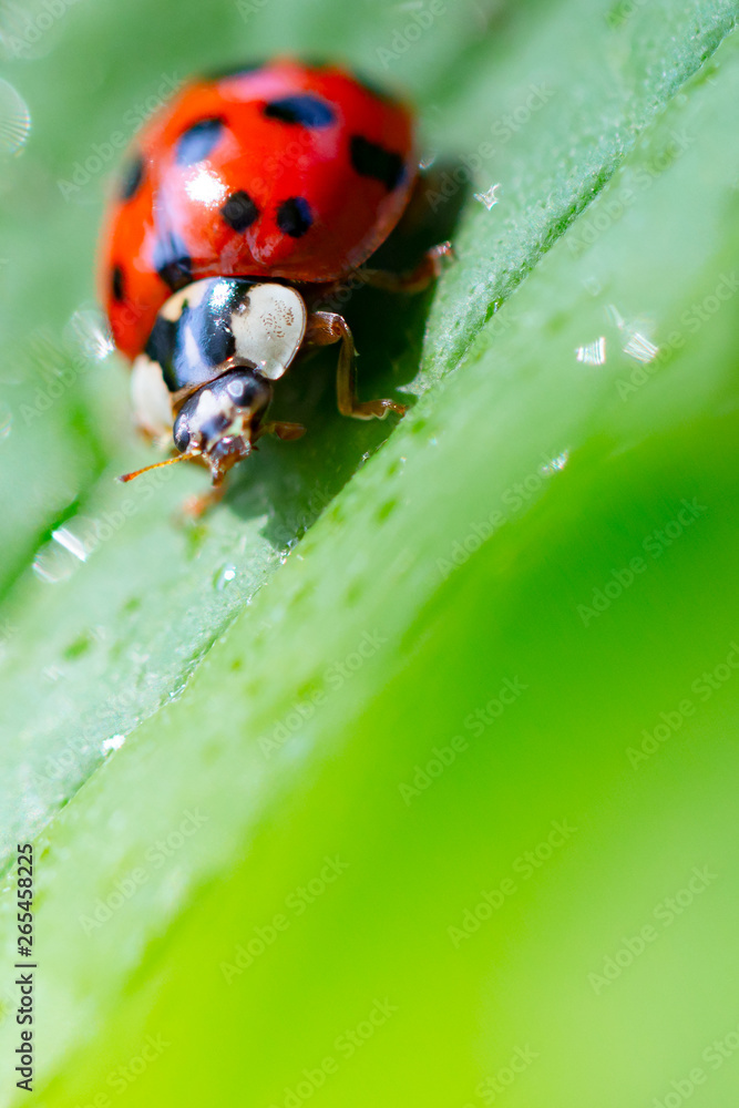 Fototapeta premium Ladybug insect