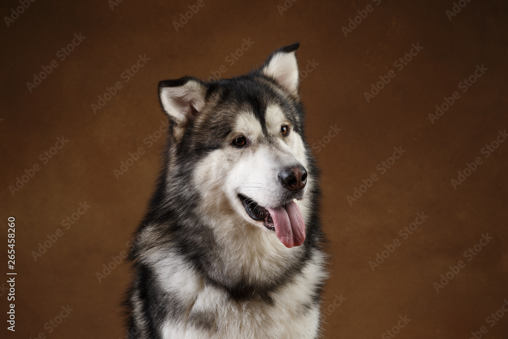 Side view at a alaskan malamute dog sitting in studio on brown blackground and looking aside Side view at a alaskan malamute dog sitting in studio on brown blackground and looking aside