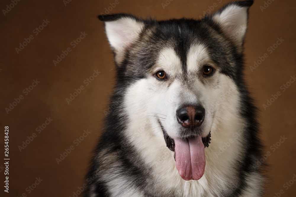 Side view at a alaskan malamute dog sitting in studio on brown blackground and looking at camera