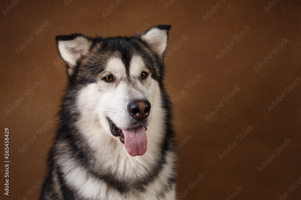 Obraz premium Side view at a alaskan malamute dog sitting in studio on brown blackground and looking aside