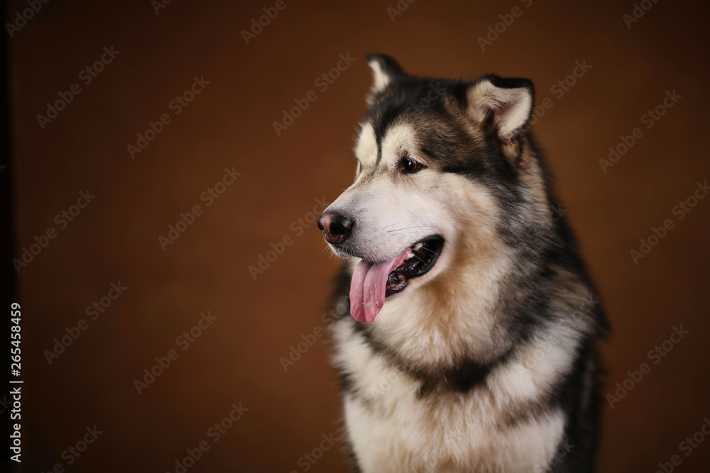 Fototapeta premium Side view at a alaskan malamute dog sitting in studio on brown blackground and looking aside