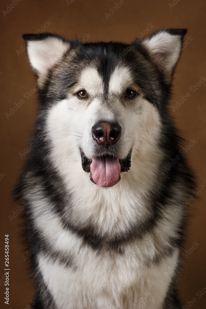 Fototapeta premium Portrait of alaskan malamute dog sitting in studio on brown blackground and looking at camera