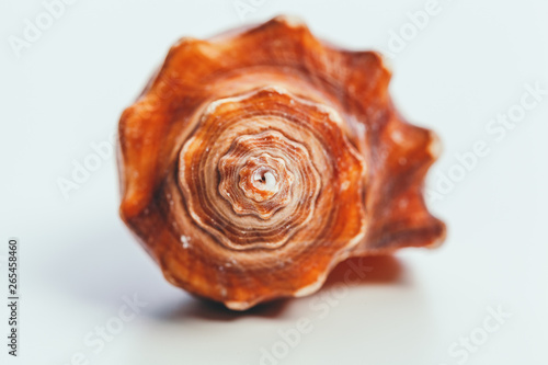 Sea shell on white background