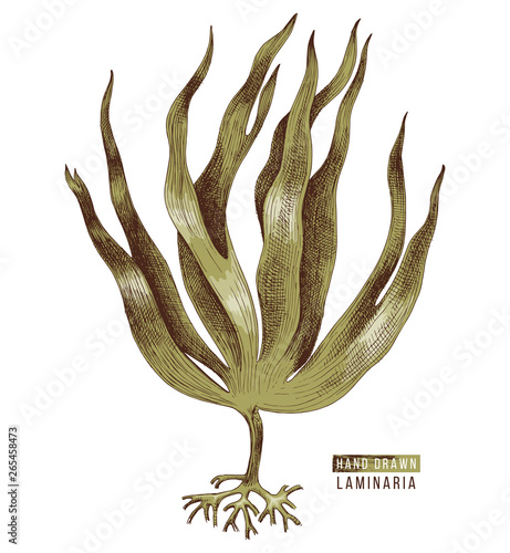 Fotografie Hand drawn colorful laminaria digitata seaweed