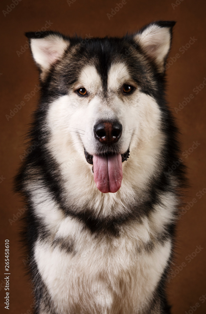 Portrait of alaskan malamute dog sitting in studio on brown blackground and looking at camera