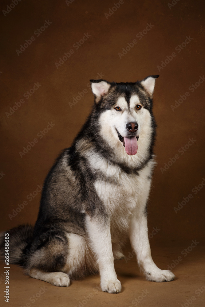 Portrait of alaskan malamute dog sitting in studio on brown blackground and looking at camera