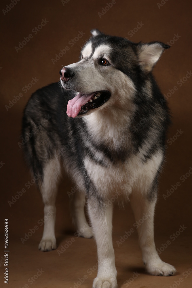 Portrait of alaskan malamute dog sitting in studio on brown blackground and looking aside