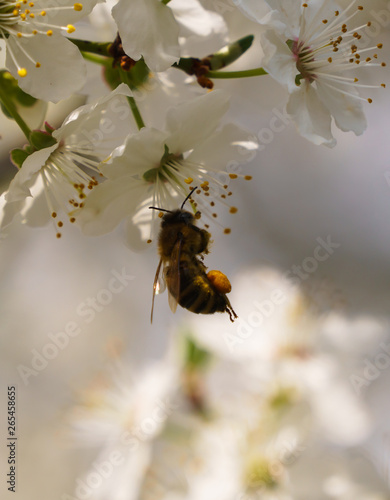 Honey bee axtracting nectar from the tree flower, sunny spring day © Midnightsoundscapes