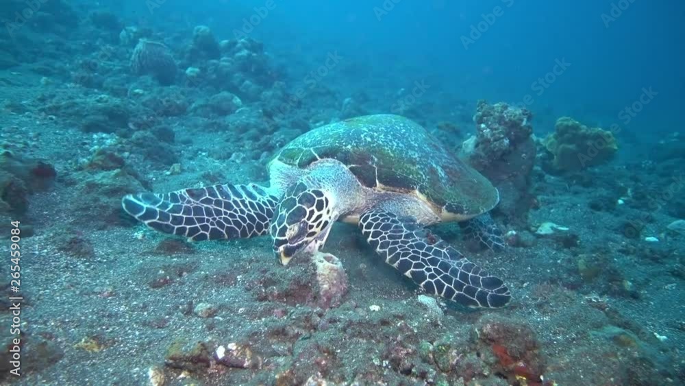 Sea turtle - Hawksbill turtle - Eretmochelys imbricata, feeding, eating, swimming. Underwater video. Tulamben, Bali, Indonesia. Sea turtle - Hawksbill turtle - Eretmochelys imbricata, feeding, eating, swimming. Underwater video. Tulamben, Bali, Indonesia.