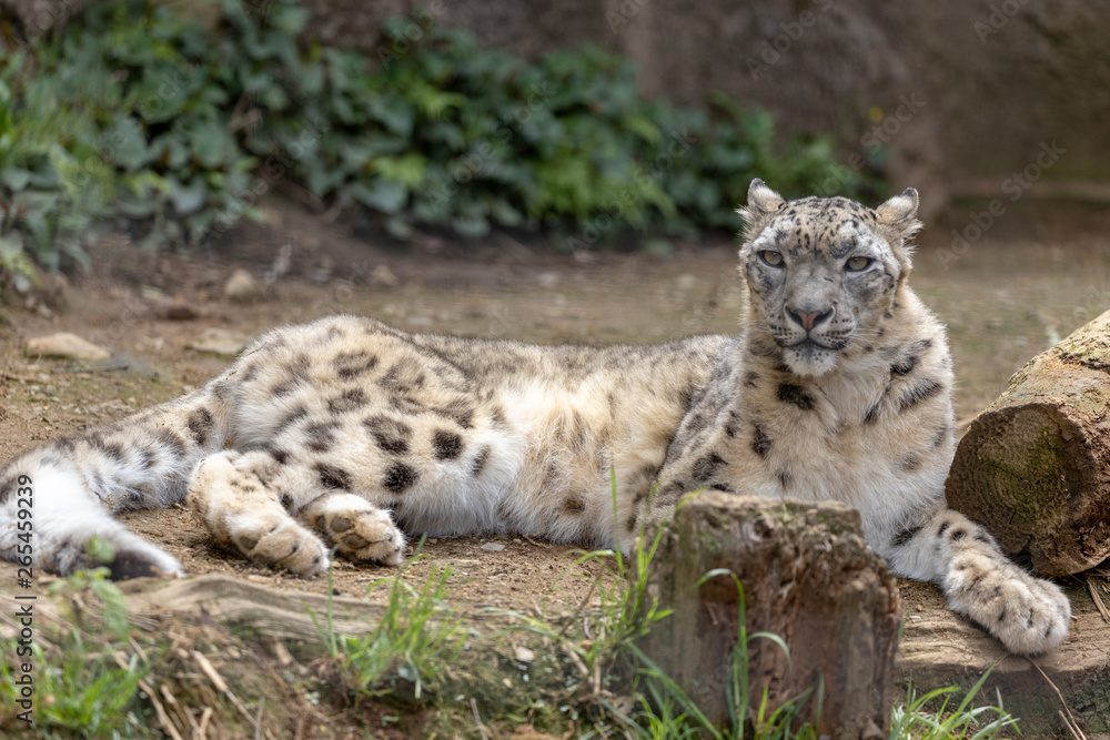 Obraz premium 雪豹, ユキヒョウ, Snow Leopard