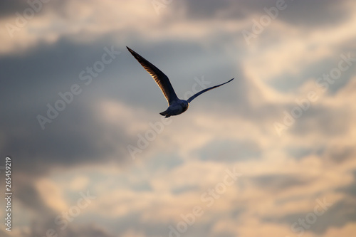 Seagull at sunset  seagull in flight  colorful sky