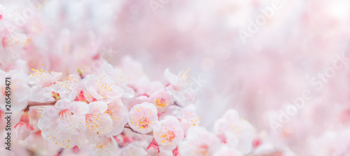 фотография Cherry blossom in spring for background or copy space for text