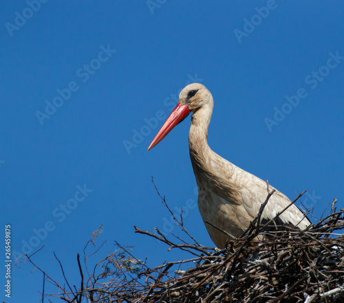 White Stork, European stork in the nest