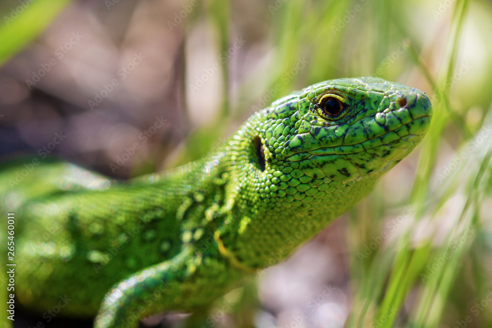 A green lizard (Lacerta agilis) male during the mating season close-up.