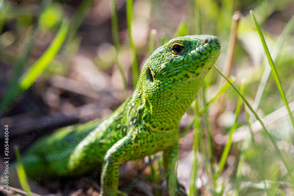 A green lizard (Lacerta agilis) male during the mating season close-up.