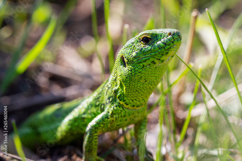 A green lizard  Lacerta agilis  male during the mating season close-up.