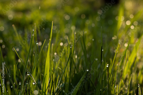 Green grass at sunrise with dew drops