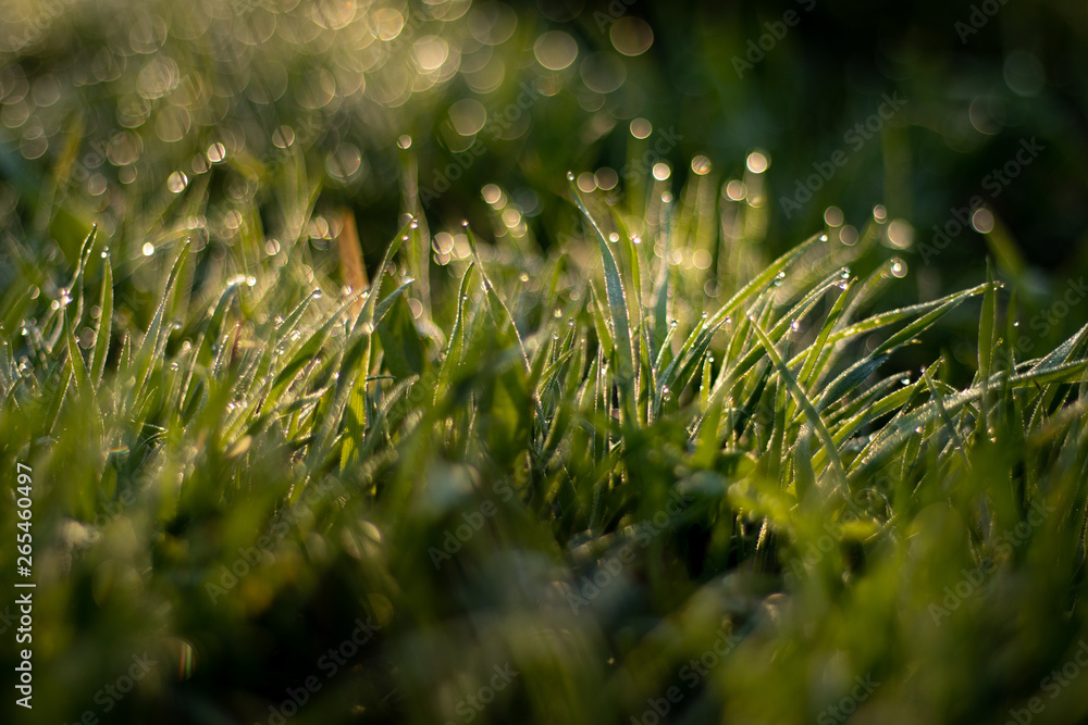 Green grass at sunrise with dew drops Green grass at sunrise with dew drops