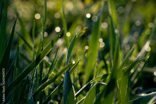 Green grass at sunrise with dew drops