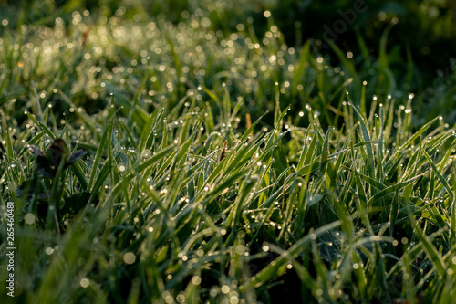 Green grass at sunrise with dew drops