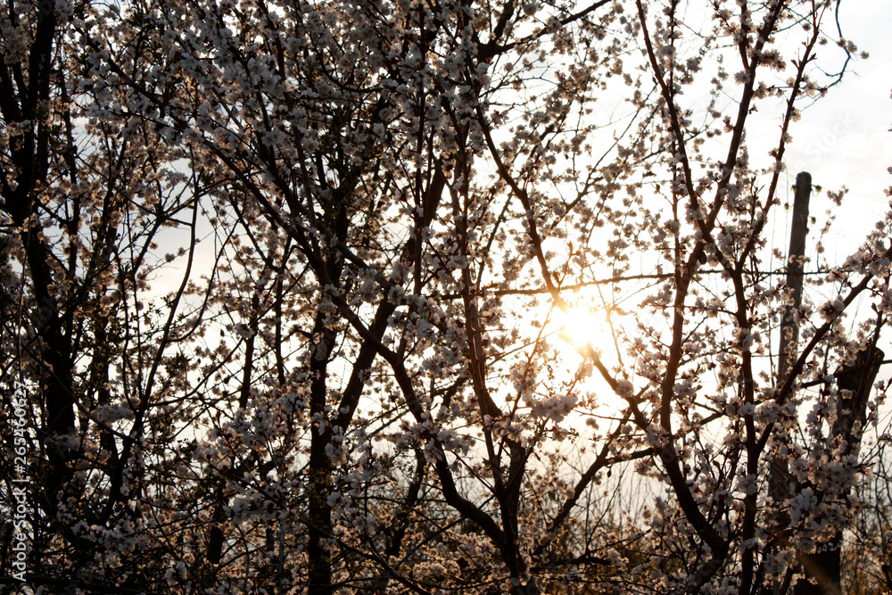 Fototapeta premium Fruit trees blooming in white in early spring in the garden on a sunny day.