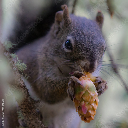 Douglas Squirrel photo