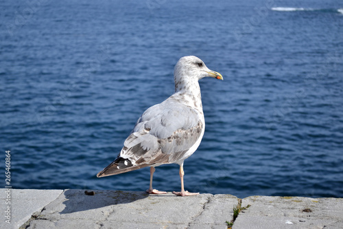 Gaviota en el cantábrico