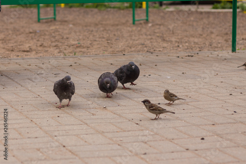 city birds are waiting for food to be thrown to them photo