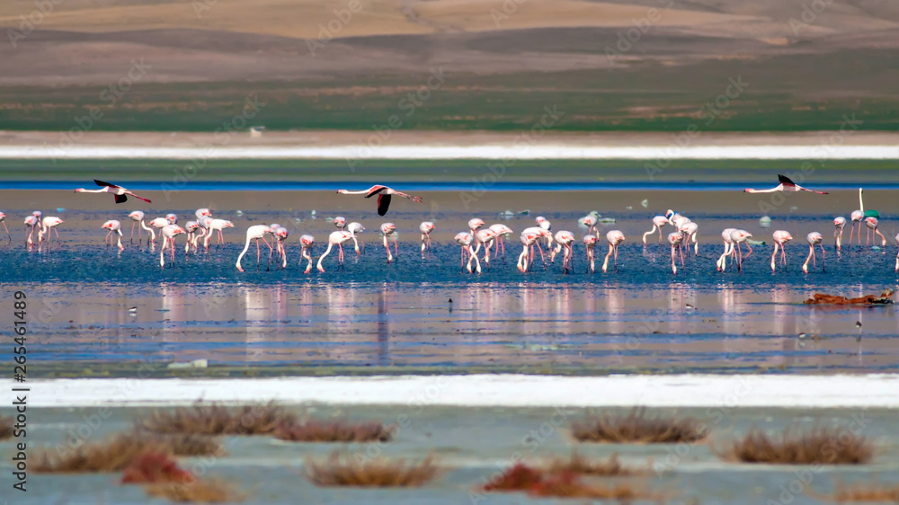 Fototapeta Flamingos. Bird: Greater Flamingo. Phoenicopterus roseus. Colorful nature background.