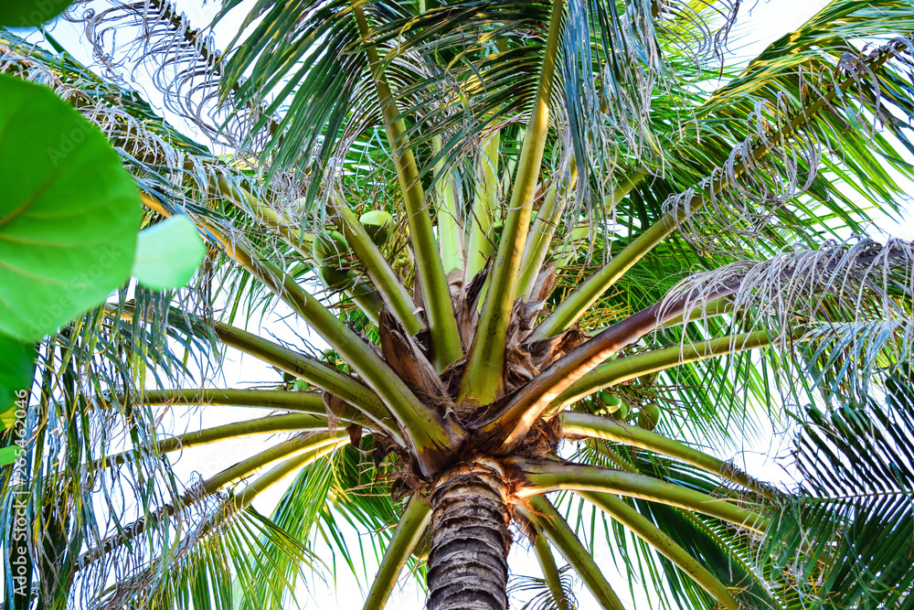 Obraz premium Amazing green palm with big leaves and coconut in tropics
