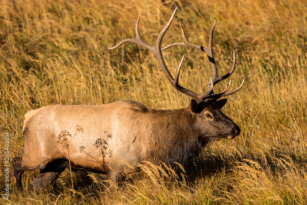 Obraz premium Bull Elk