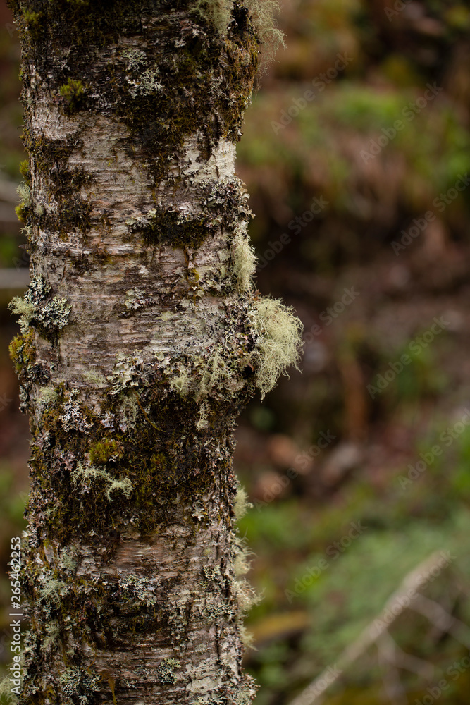 Moss on tree in forest on background,close up Moss on tree in forest on background,close up