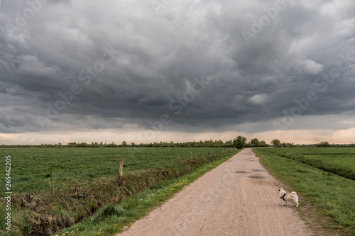 road in the field
