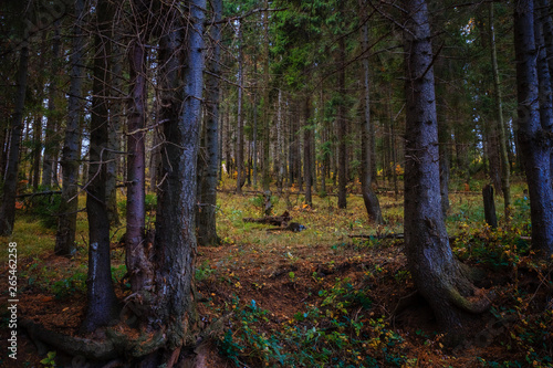Wlderness landscape forest with spruces photo
