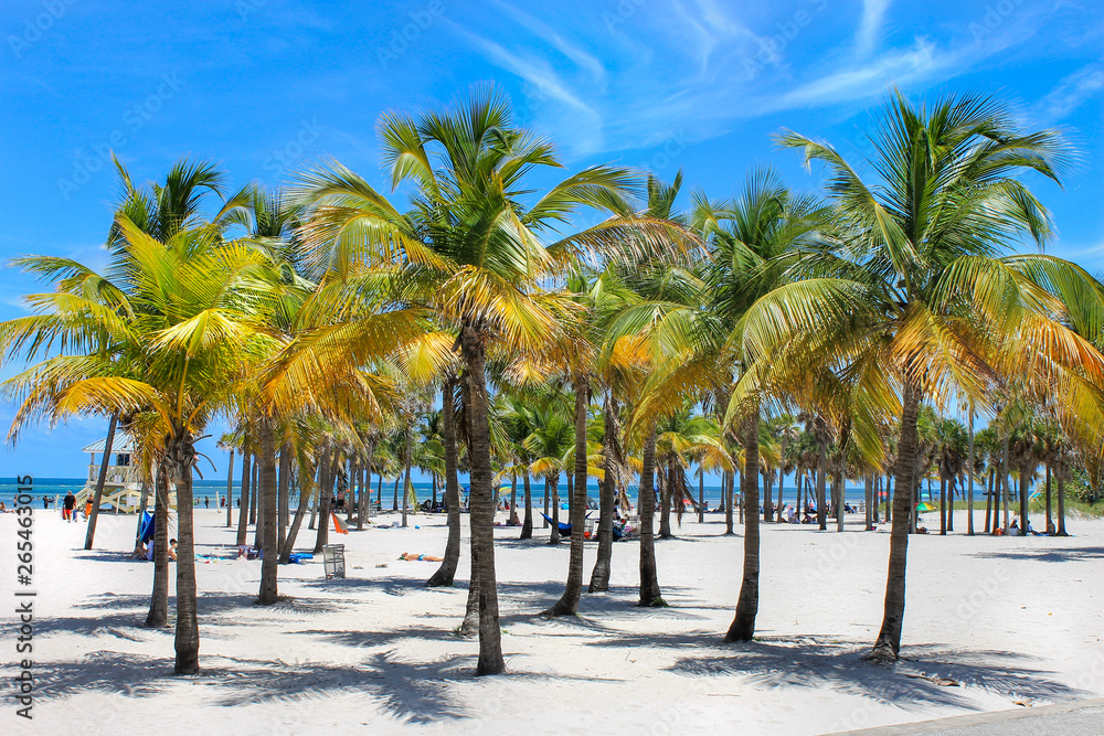 Obraz premium Palm trees on the beach
