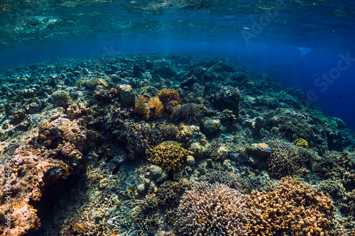 Fototapeta Naklejka Na Ścianę i Meble -  Corals and tropical fish in underwater blue ocean