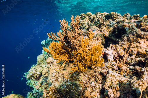 Corals and tropical fish in underwater blue ocean