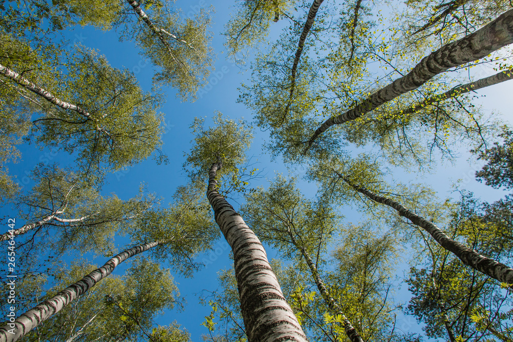 Fototapeta premium Birches tree against the blue sky