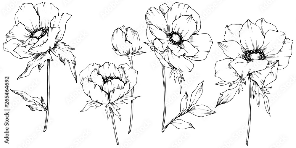 Fotografie Vector Anemone floral botanical flowers