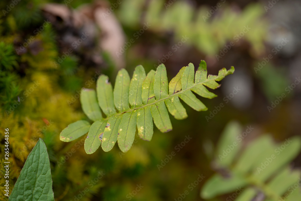 green Fern leaves on background,close up green Fern leaves on background,close up