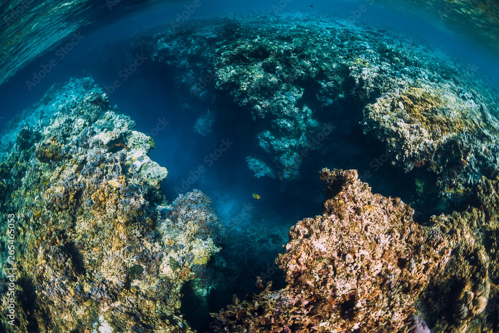 Underwater view with rocks and corals in blue ocean. Menjangan island, Bali
