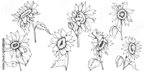 Vector Sunflower floral botanical flowers. Black and white engraved ink art. Isolated sunflower illustration element.