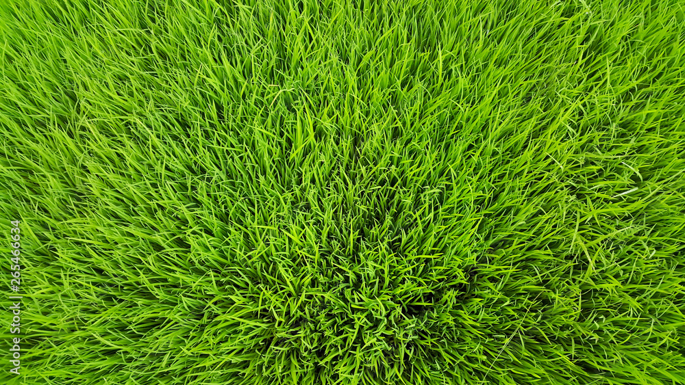 Rice field green grass and dew in the morning time and fresh air background, textures and wallpaper in the top view Rice field green grass and dew in the morning time and fresh air background, textures and wallpaper in the top view