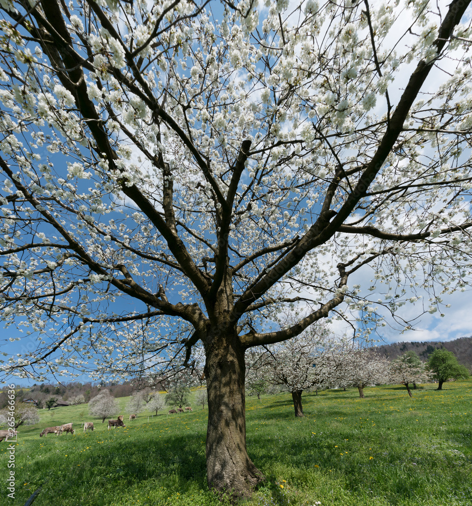 view of a blossoming cherry tree under a bright blue sky