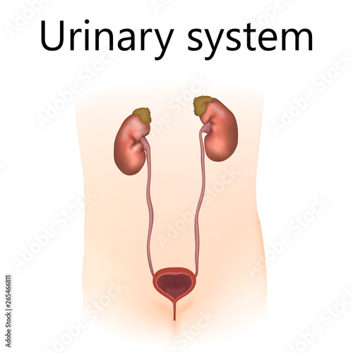 Urinary system. Kidneys, adrenal glands, ureters, bladder. Woman body silhouette. Realistic anatomy vector illustration.