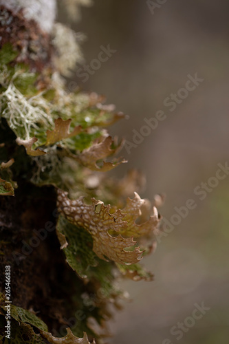 Moss on tree in forest on background,close up photo