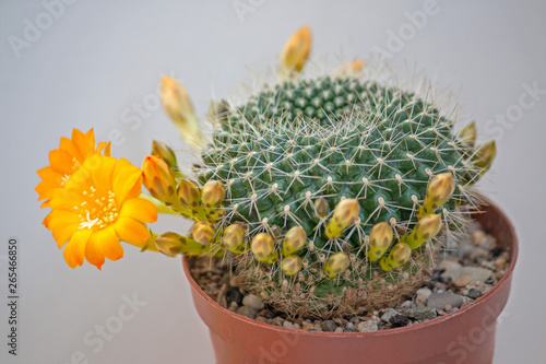 Flowers Rebutia photo